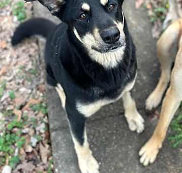 Photo of Sheba