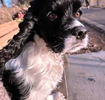 Photo of Rex