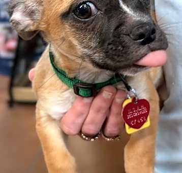 Photo of Chester - AVAILABLE