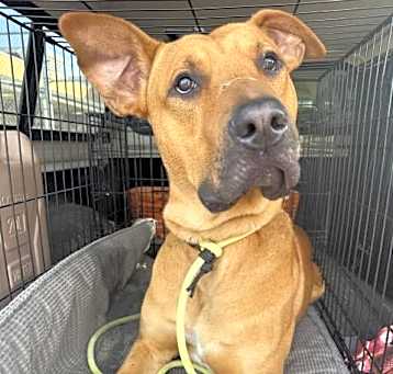 Photo of BRUTUS