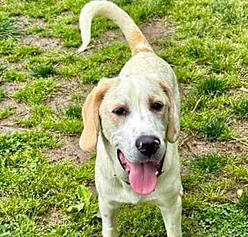 Photo of Brutus