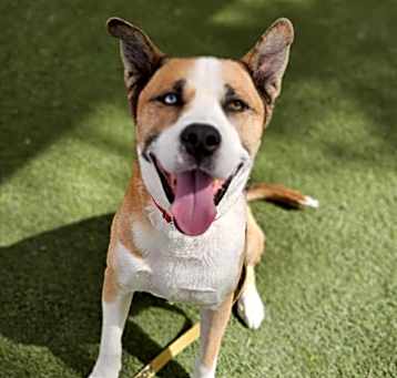 Photo of *APOLLO
