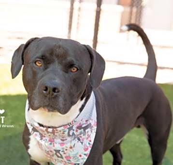 Photo of Capone