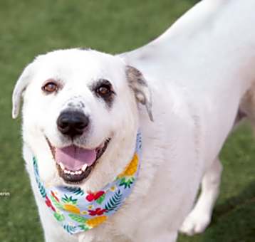 Photo of Aspen