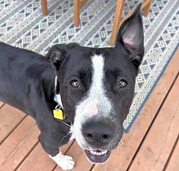 Photo of Willow