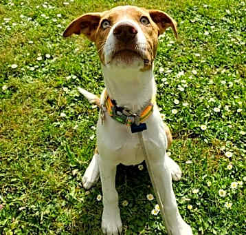 Photo of Mango