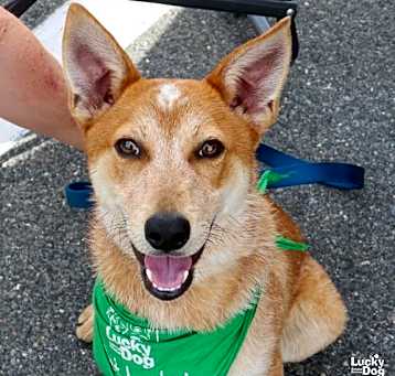 Photo of Chester