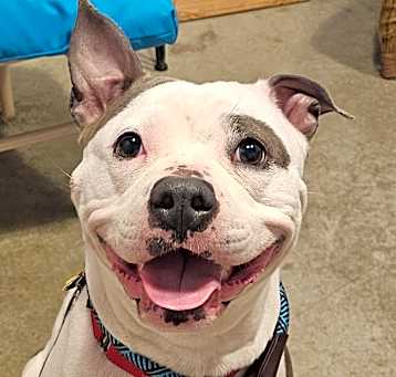 Photo of PIPER
