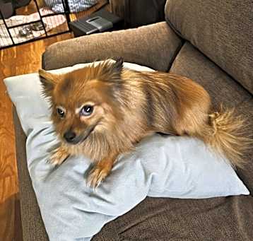 Photo of Beau
