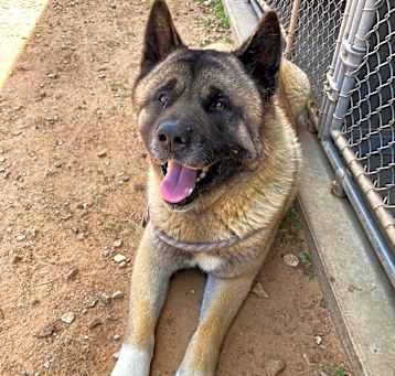 Photo of Koda