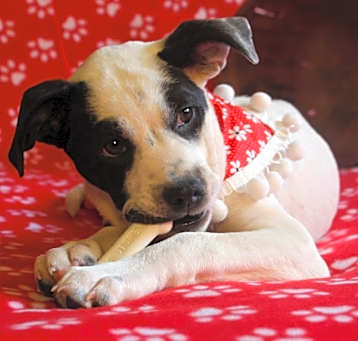 Photo of Talia