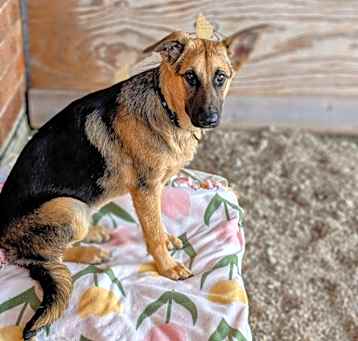 Photo of Kringle
