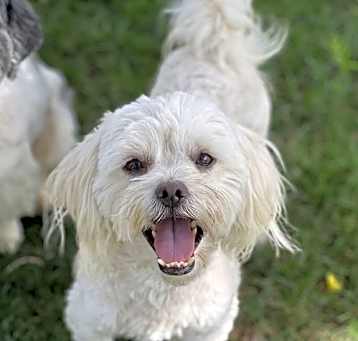 Photo of Meatball