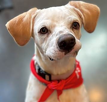Photo of GOOSE