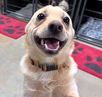 Photo of Butters
