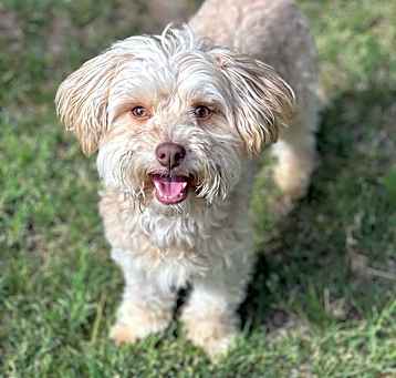 Photo of Buddy