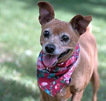 Photo of Gypsy