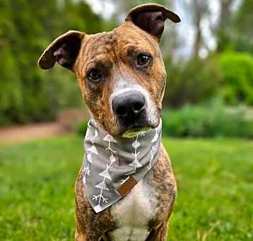 Photo of Cheddar