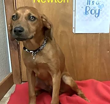 Photo of Newton