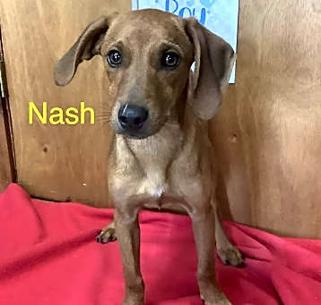 Photo of Nash