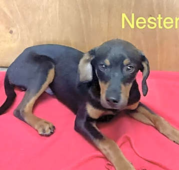 Photo of Nester