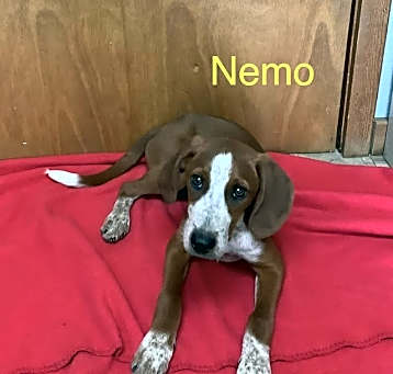 Photo of Nemo