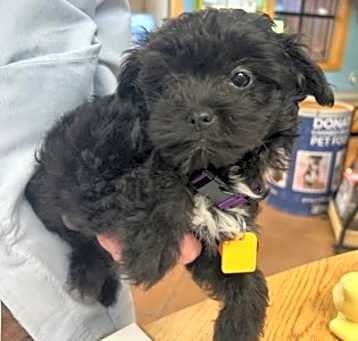 Photo of Fiona - AVAILABLE