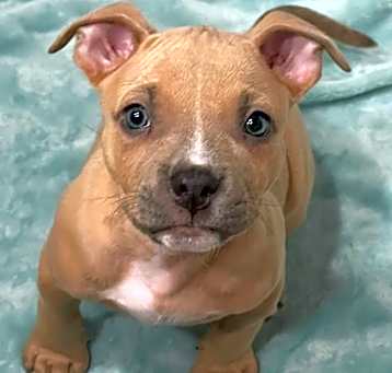 Photo of Hershey - AVAILABLE
