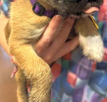 Photo of Wilbur - AVAILABLE