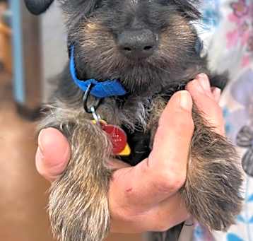 Photo of Tramp - AVAILABLE