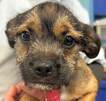 Photo of George - AVAILABLE