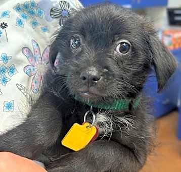 Photo of Maxi - AVAILABLE