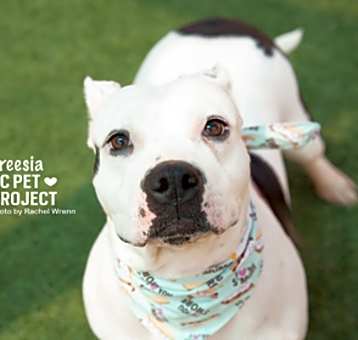 Photo of Freesia