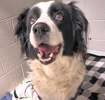 Photo of Scout