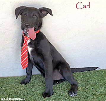 Photo of Carl