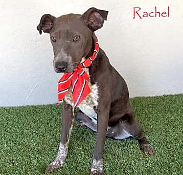 Photo of Rachel