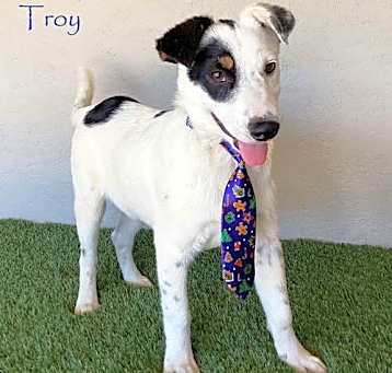 Photo of Troy