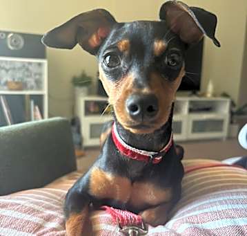 Photo of Lola