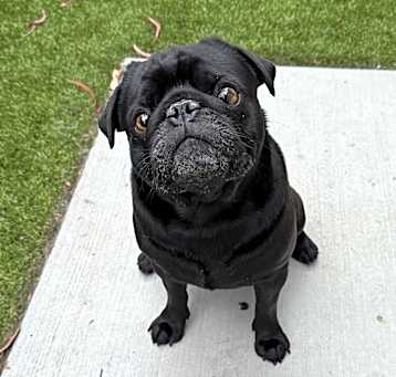 Photo of Rootbeer
