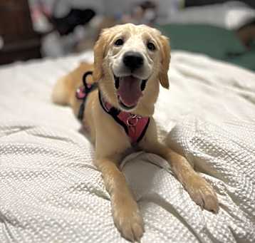 Photo of Birdie