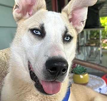 Photo of Hank