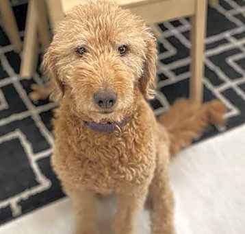 Photo of Honey