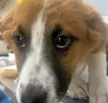 Photo of Baby Ruby