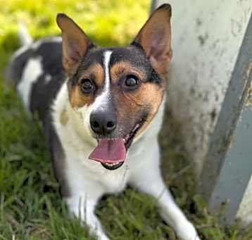 Photo of Sock Whistle