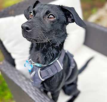 Photo of Indigo