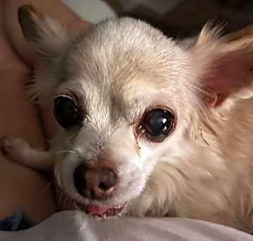 Photo of Belle Boo