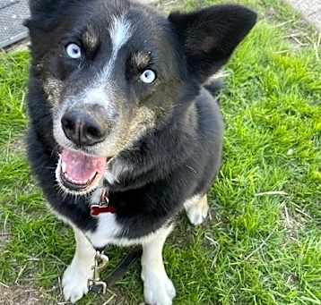 Photo of Koda