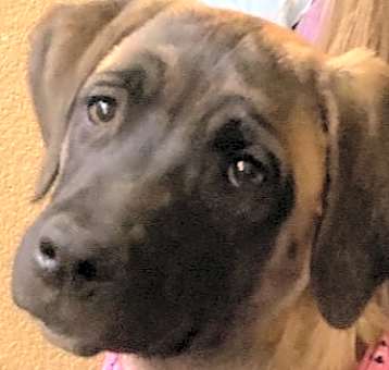 Photo of Buttercup