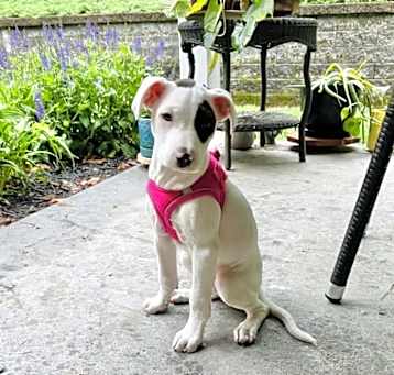 Photo of Puff