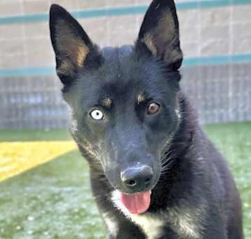 Photo of Lorelai - ECAS